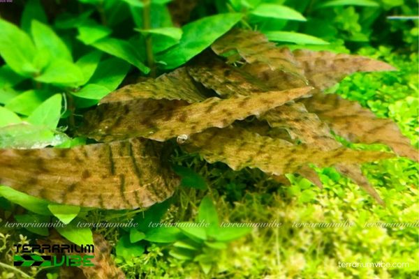 Tiêu Thảo Axelrodi 2 Tiêu Thảo có nguồn gốc từ đảo Borneo, thường mọc ở suối rừng nhiệt đới