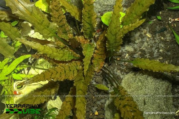 Tiêu Thảo Axelrodi 3 Tiêu Thảo Axelrodi trong terrarium loài cây ưa ẩm, dễ chăm, thích hợp terrarium bán cạn