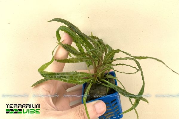 Tiêu Thảo Xoắn 1 Phân loại học và hình thái của Tiêu Thảo Xoắn