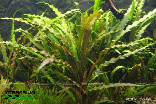 Tiêu Thảo Xoắn 2 Tiêu Thảo Xoắn có nguồn gốc Ấn Độ ưa đất ẩm và vùng ngập nước