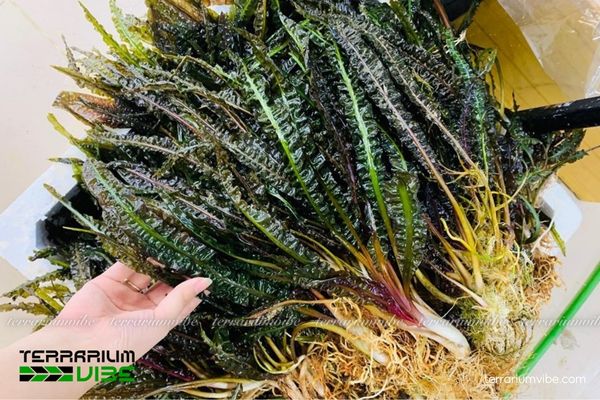 Tiêu Thảo Xoắn 4 Chăm sóc Tiêu Thảo Xoắn trong terrarium cần ánh sáng vừa đủ nền giàu dinh dưỡng