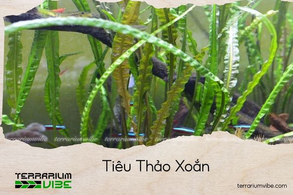 tieu-thao-xoan tiêu thảo xoắn
