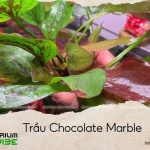 trầu chocolate marble