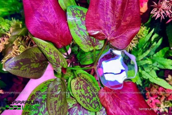 Trầu Chocolate marble 2 Trầu Chocolate Marble có nguồn gốc nhiệt đới, ưa đất ẩm, giàu dinh dưỡng