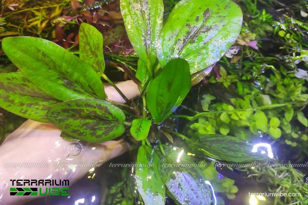 Trầu Chocolate marble 4 Trầu Chocolate Marble thủy sinh trong terrarium ưa ánh sáng gián tiếp