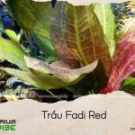 trầu fadi red