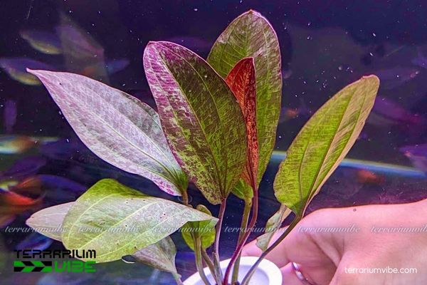 Trầu Fadi Red 3 Trầu Fadi Red trong terrarium mở/bán mở, ưa độ ẩm cao
