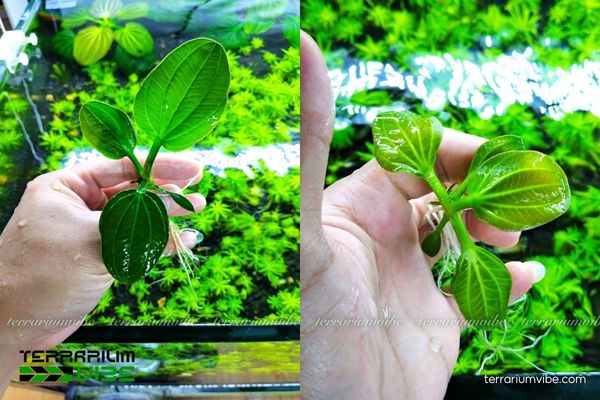 Trầu Iguazu 1 Phân loại học và đặc điểm hỉnh thái của Trầu Iguazu