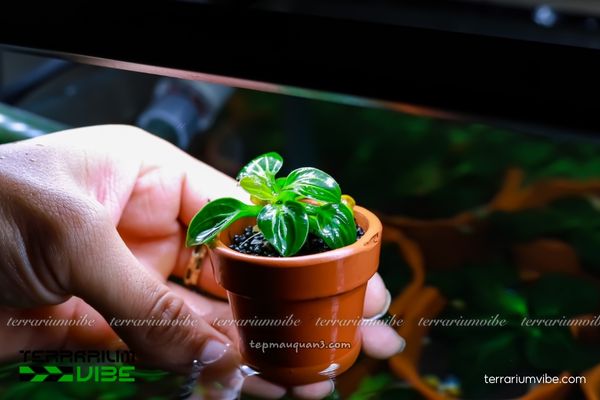 Trầu Iguazu 2 Trầu Iguazu sống trông môi trường ẩm ướt