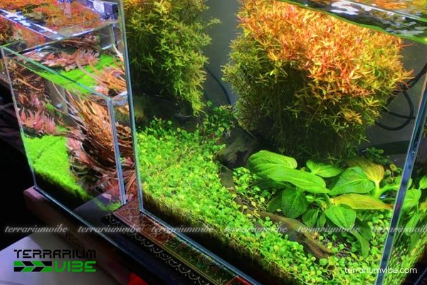 Trầu Iguazu 3 Trầu Iguazu phù hợp làm tiểu cảnh bán cạn