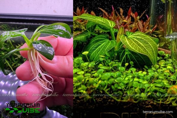 Trầu Iguazu 4 Điều kiện môi trường sống phù hợp cho cây Trầu Iguazu