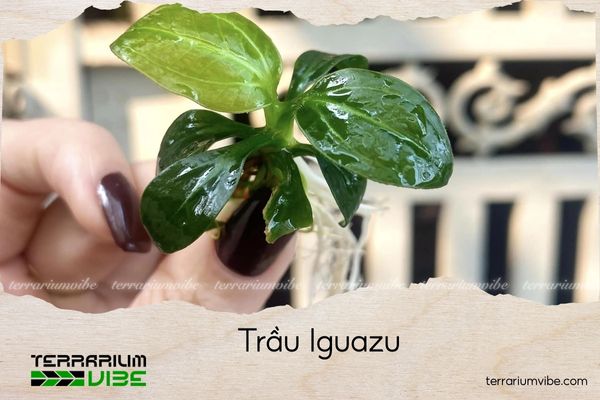 trau-iguazu trầu iguazu