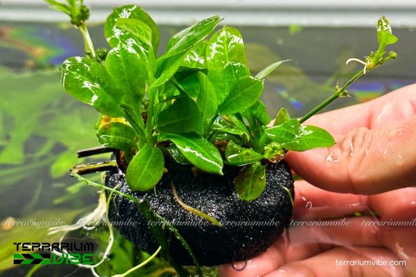 Trầu Lùn Tropical 1 Đặc điểm hình thái và phân loại học của cây Trầu Lùn Tropical