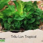 trầu lùn tropical