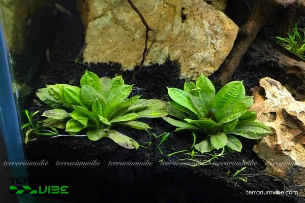 Trầu Lùn Tropical 2 Trầu Lùn Tropical có nguồn gốc Nam Mỹ, ưa nước ngọt