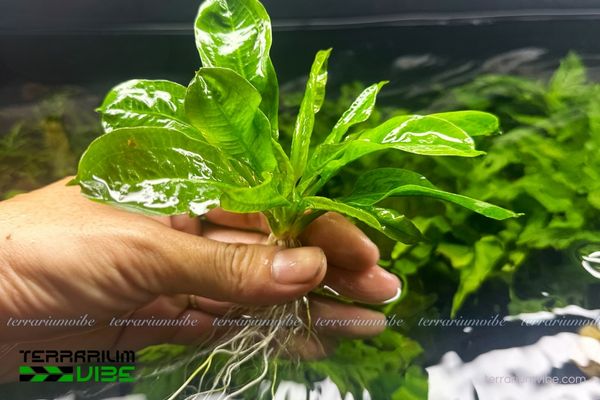 Trầu Lùn Tropical 3 Trầu Lùn Tropical thích terrarium mở hoặc bán mở