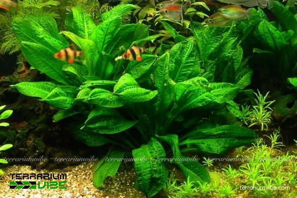 Trầu Lùn Tropical 4 Các yếu tố môi trường cần thiết cho cây Trầu Lùn Tropical