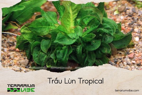 trau-lun-tropical trầu lùn tropical