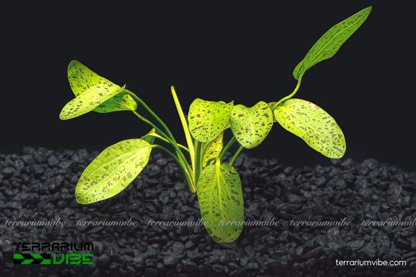 Trầu Ozelot Red 1 Phân loại học và hình thái của Trầu Ozelot Red