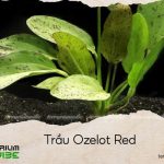 trầu ozelot red