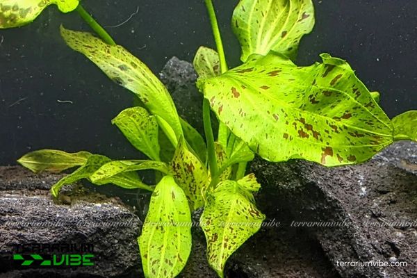 Trầu Ozelot Red 2 Trầu Chấm Đỏ Lá Dài là giống lai thủy sinh, ưa môi trường ngập nước