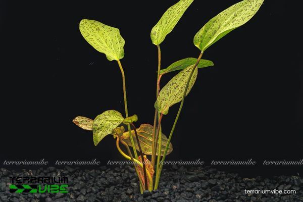 Trầu Ozelot Red 4 Trầu Ozelot Red lá dài ưa ánh sáng trung–mạnh, độ ẩm cao, nền giàu dinh dưỡng