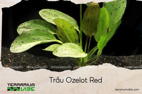 trau-ozelot-red trầu ozelot red