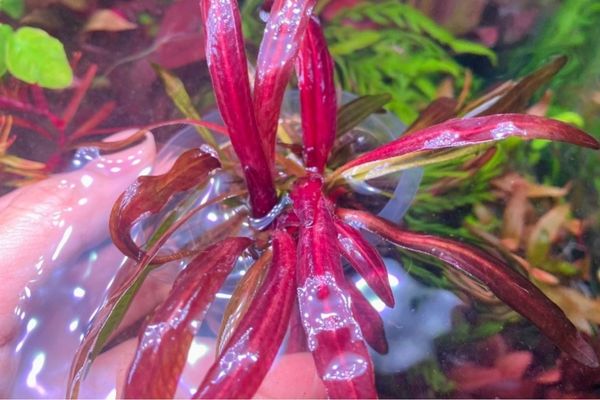 Trầu Rubin Narrow Leaf 1 Đặc điểm hình thái và sinh học của Trầu Rubin Narrow Leaf