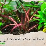 trầu rubin narrow leaf