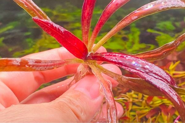 Trầu Rubin Narrow Leaf 2 Trầu Rubin Narrow Leaf là giống lai châu Âu, ưa nước ngọt, nền giàu dinh dưỡng