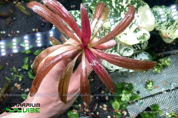Trầu Rubin Narrow Leaf 3 Trầu Rubin Narrow Leaf thích terrarium mở hoặc bán mở
