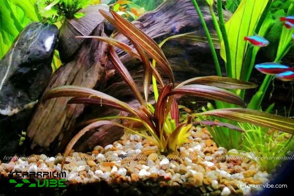 Trầu Rubin Narrow Leaf 4 Trầu Rubin Narrow Leaf ưa nền giàu dinh dưỡng, ánh sáng trung–mạnh