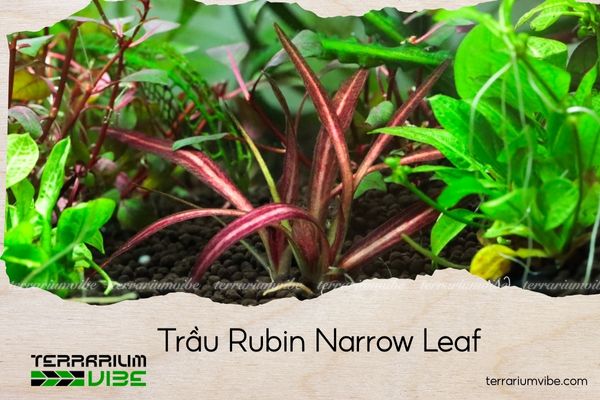 trau-rubin-narrow-leaf trầu rubin narrow leaf