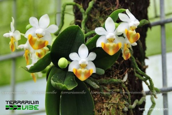 Bướm Lobb 2 Bướm Lobb sống trong môi trường rừng ẩm tự nhiên