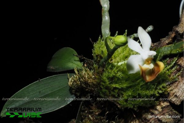 Bướm Lobb 3 Cây Bướm Lobb được trồng trong terrarium bán mở