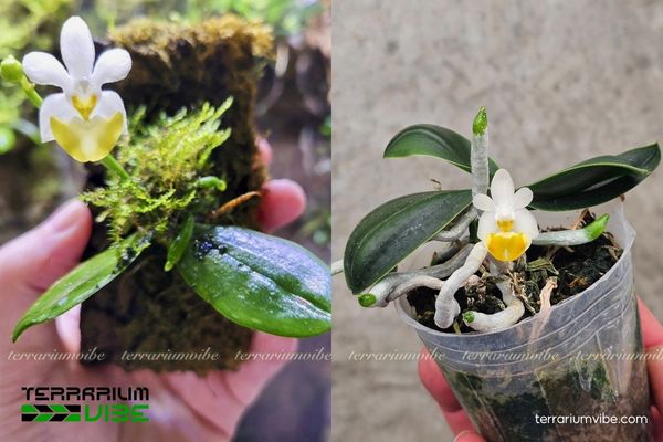 Bướm Lobb 4 Các yếu tố về môi trường chăm cây Lan Bướm Lobb