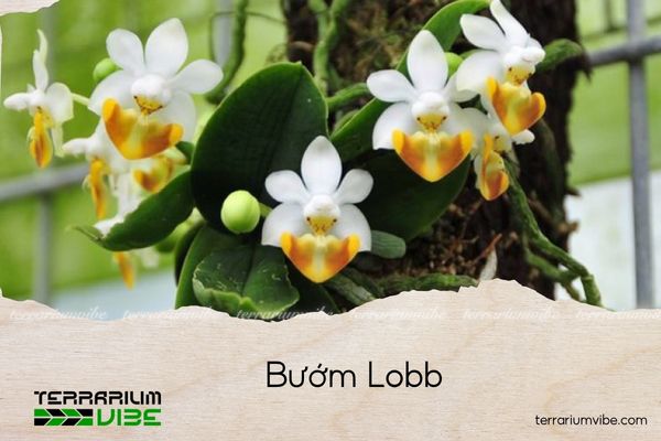 buom-lobb lan bướm lobb