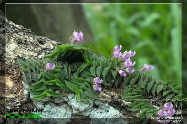 Lan Chân Rết 1 Phân loại học và đặc điểm hình thái học của Lan Chân Rết