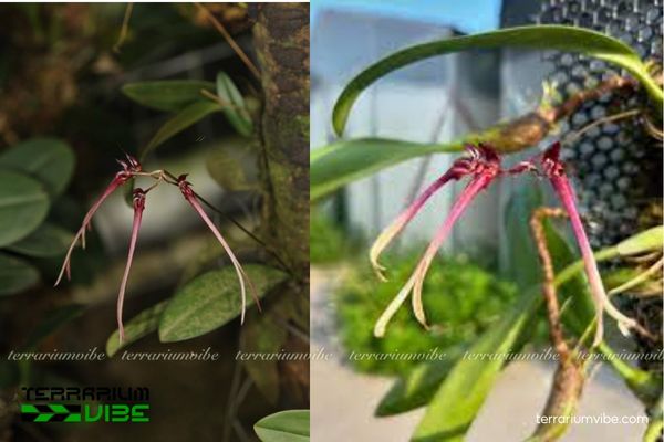 Cầu Diệp Ẩn 1 Đặc điểm hình thái sinh học của Cầu Diệp Ẩn