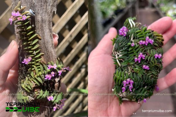 Lan Chân Rết 3 Lan Chân Rết dễ kết hợp với cây thủy sinh trong hồ cạn mở, bán mở