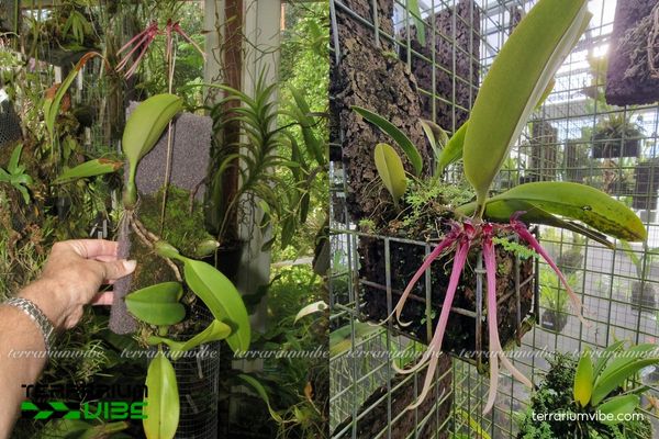 Cầu Diệp Ẩn 4 Các yếu tố môi trường cần thiết giúp cây phát triển tốt