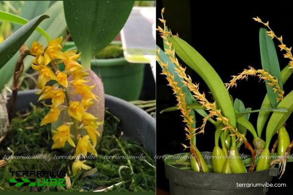 Cầu Diệp Cáo 4 Điều kiện môi trường cần thiết để chăm sóc cây chăm sóc cây Cầu Diệp Cáo tốt