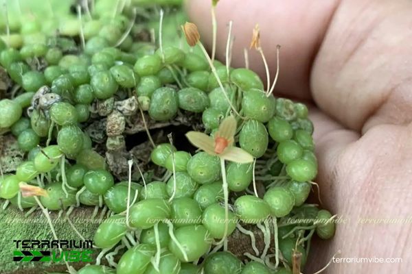 Cầu Diệp Chuỗi 1 Phân loài sinh học của loài lan Cầu Diệp Chuỗi