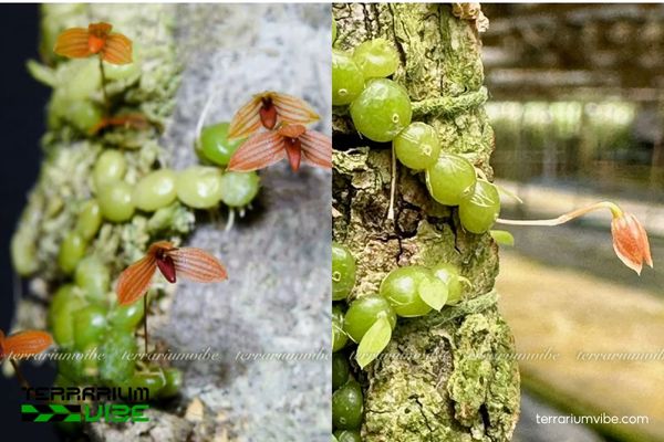 Cầu Diệp Chuỗi 2 Cầu Diệp Chuỗi sống bám trên thân cây trong rừng nhiệt đới