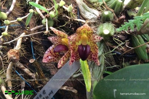 Cầu Diệp Da Báo 1 Đặc điểm hình thái sinh học của Cầu Diệp Da Báo