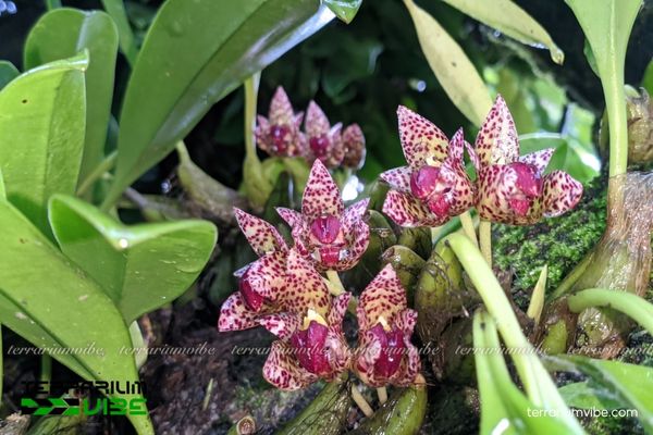 Cầu Diệp Da Báo 4 Cách chăm sóc cơ bản cần thiết cho Cầu Diệp Da Báo trong hồ cạn