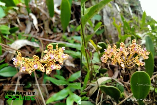 Cầu Diệp Đầu Báo 2 Cây Cầu Diệp Đầu báo sống trên vách đá vôi hoặc thân cây trong rừng mưa