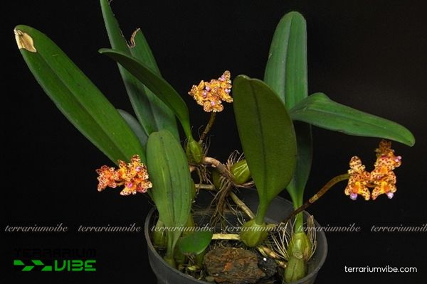 Cầu Diệp Đầu Báo 4 Cách chăm sóc cơ bản Cầu Diệp Đầu Báo trong terrarium