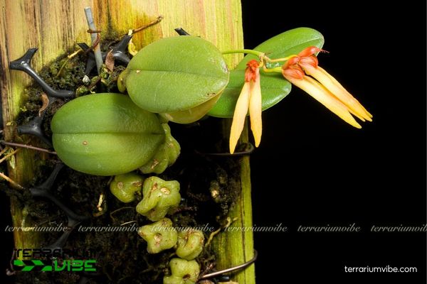 Cầu Diệp Én 1 Phân loại học và đặc điểm hình thái của Cầu Diệp Én