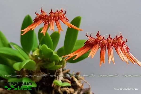 Cầu Diệp Én 2 Cầu Diệp Én mọc bám trên thân cây trong rừng ẩm nhiệt đới